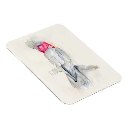 Cockatoo Magnet (Rechte Seite)