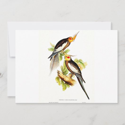 Cockatoo Parakeet Feiertagskarte (Vorderseite)