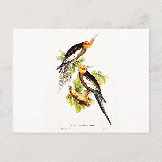 Cockatoo Parakeet Postkarte (Vorderseite)