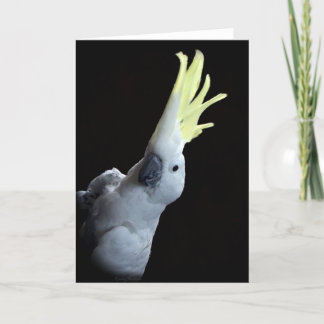 Cockatoo Parrot Karte