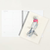 Cockatoo Planer (Anzeige)