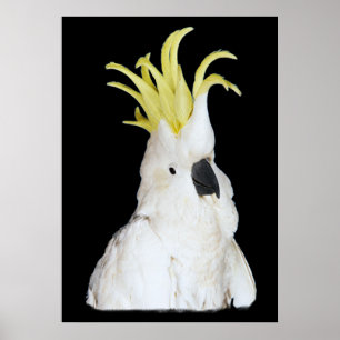 Cockatoo Poster 24x36"
