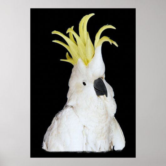 Cockatoo Poster 24x36" (Vorne)