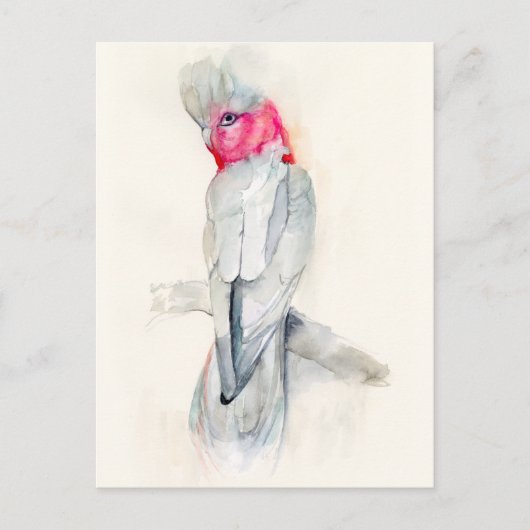 Cockatoo Postkarte (Vorderseite)