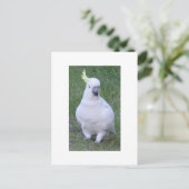 Cockatoo Postkarte (Stehend Vorderseite)