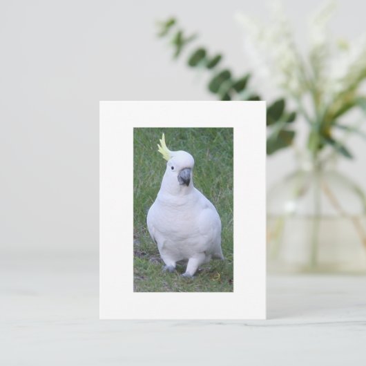 Cockatoo Postkarte (Stehend Vorderseite)