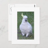 Cockatoo Postkarte (Vorne/Hinten)