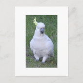 Cockatoo Postkarte (Vorderseite)