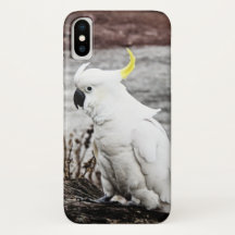 Cockatoo Schwefel-Mit Haube