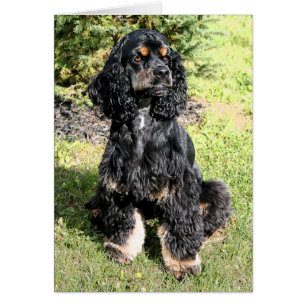 Cocker Spanel Color Sketch