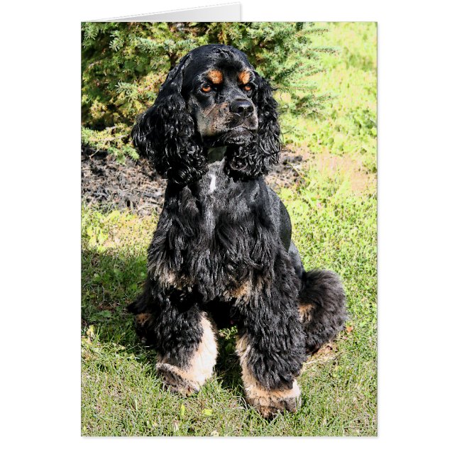 Cocker Spanel Color Sketch (Vorne)