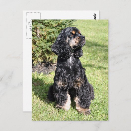 Cocker Spanel Foto Postkarte (Vorne/Hinten)