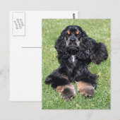 Cocker Spanel Foto Postkarte (Vorne/Hinten)