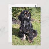 Cocker Spanel Foto Postkarte (Vorne/Hinten)