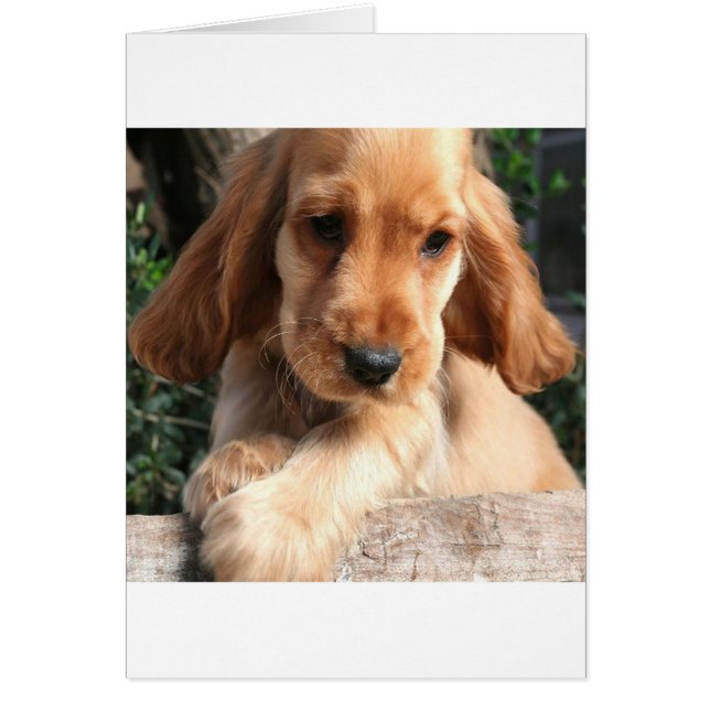 CoCKER SPANiEL (Vorne)