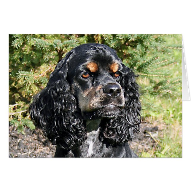 Cocker Spaniel (Vorderseite (Horizontal))