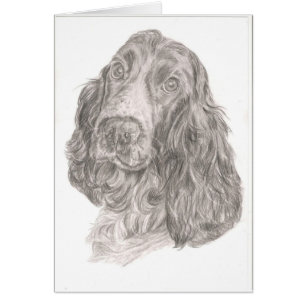 Cocker spaniel