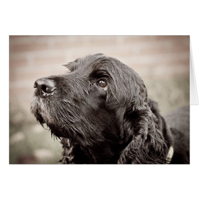 Cocker spaniel (Vorderseite (Horizontal))