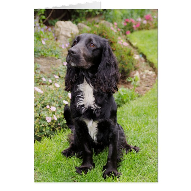 Cocker Spaniel Card (Vorne)