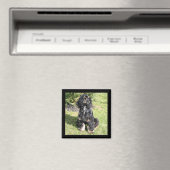 Cocker Spaniel Color Photo Magnet (In Situ (Geschirrspüler))