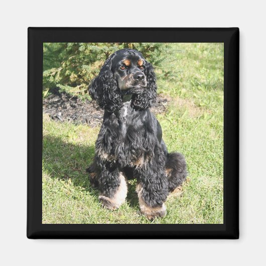 Cocker Spaniel Color Photo Magnet (Vorne)