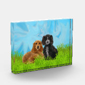 Cocker spaniel-Duo Fotoblock (Links)