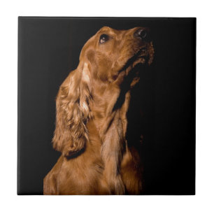 Cocker spaniel fliese