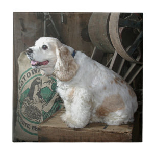 Cocker spaniel fliese