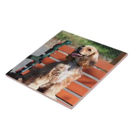 Cocker spaniel fliese (Seite)