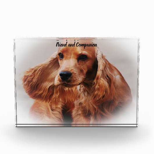 Cocker Spaniel. Fotoblock (Vorderseite)