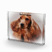 Cocker Spaniel. Fotoblock (Rechts)