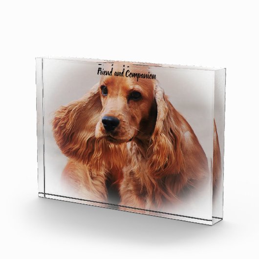 Cocker Spaniel. Fotoblock (Rechts)
