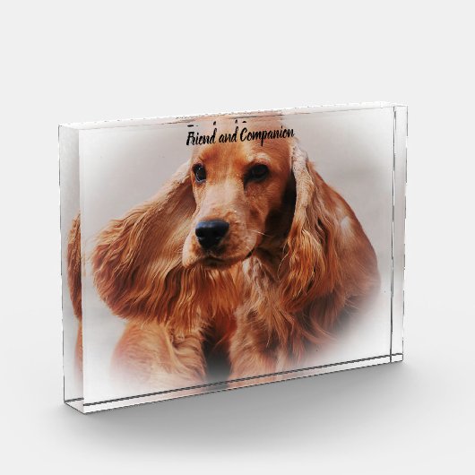 Cocker Spaniel. Fotoblock (Links)