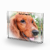 Cocker Spaniel. Fotoblock (Rechts)