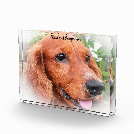 Cocker Spaniel. Fotoblock (Rechts)