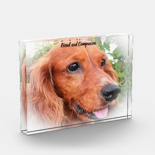 Cocker Spaniel. Fotoblock (Links)