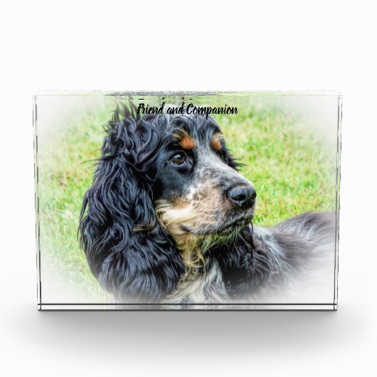 Cocker Spaniel. Fotoblock (Vorderseite)