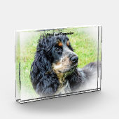 Cocker Spaniel. Fotoblock (Links)