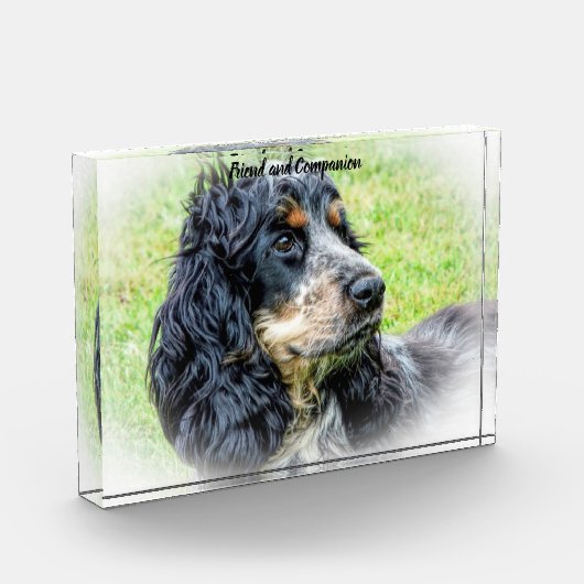 Cocker Spaniel. Fotoblock (Links)
