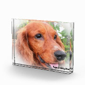 Cocker Spaniel. Fotoblock (Rechts)