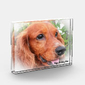 Cocker Spaniel. Fotoblock (Links)