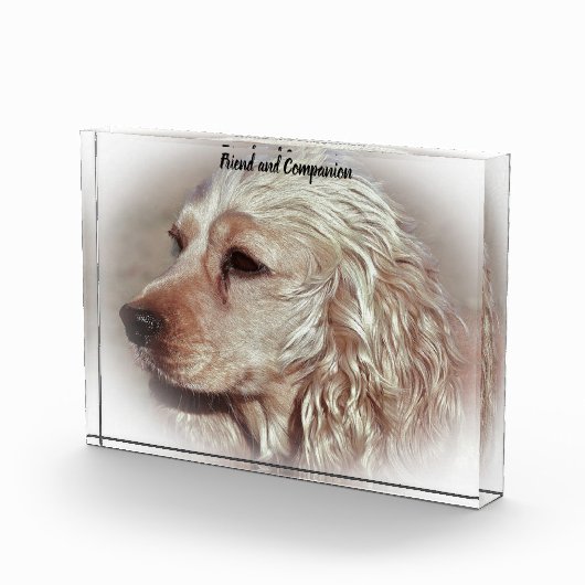 Cocker Spaniel. Fotoblock (Rechts)
