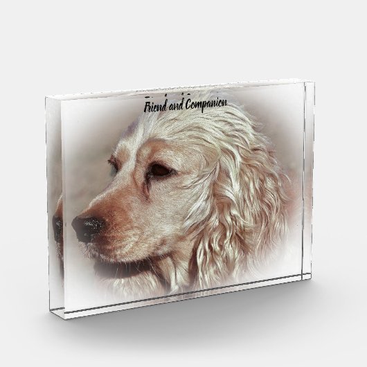 Cocker Spaniel. Fotoblock (Links)