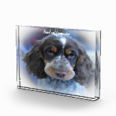 Cocker Spaniel. Fotoblock (Rechts)