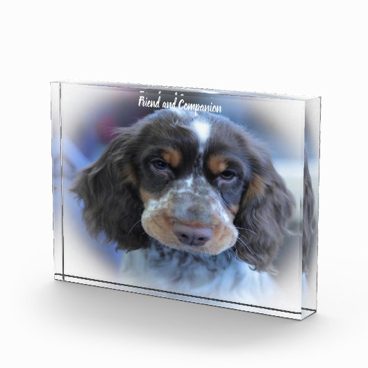Cocker Spaniel. Fotoblock (Rechts)