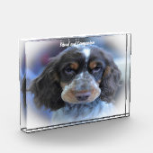 Cocker Spaniel. Fotoblock (Links)