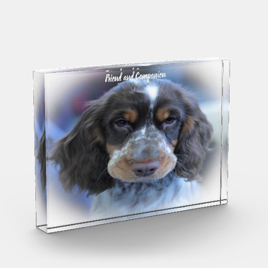 Cocker Spaniel. Fotoblock (Links)