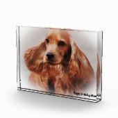 Cocker Spaniel. Fotoblock (Rechts)