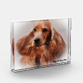 Cocker Spaniel. Fotoblock (Links)