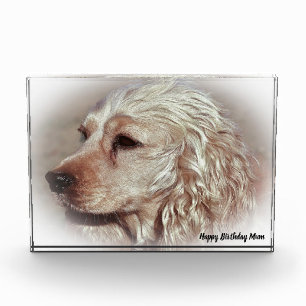 Cocker Spaniel. Fotoblock